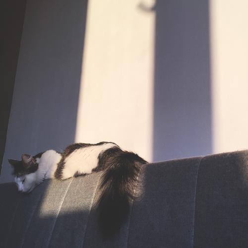 Ансамбль им. Мечты и Надежды - Рыжий кот (Radio Edit)  (2018)